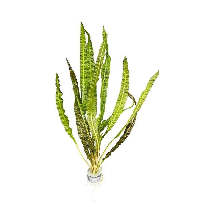 Cryptocoryne balansae — live aquarium plant with long pointed leaves