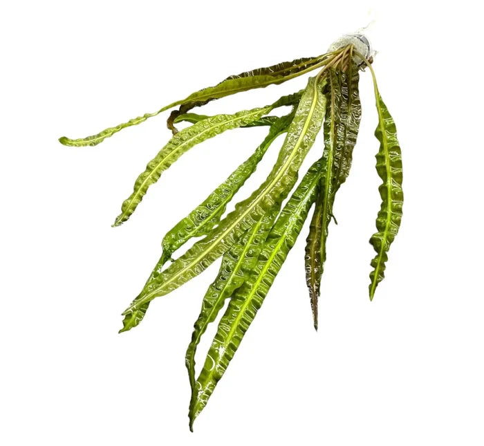 Crypt Balansae green aquatic plant with slender leaves and natural stem