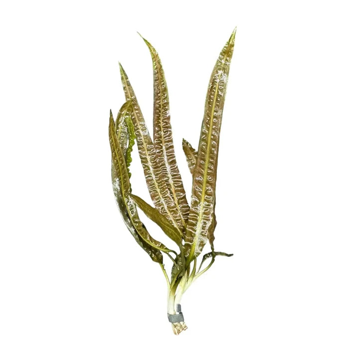 Crypt Balansae green aquatic plant with long slender leaves and sturdy stem