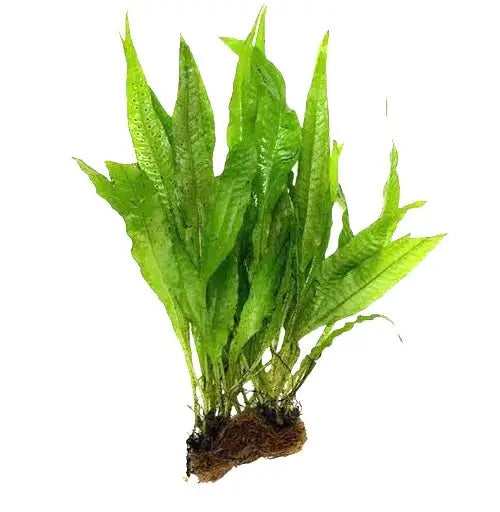 Java Fern Microsorum pteropus MAT green leafy aquatic plant with brown roots and soil for aquariums
