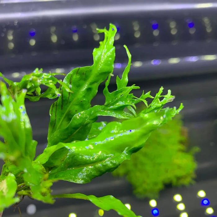 Java Fern Windelov lacey aquatic plant with green serrated leaves