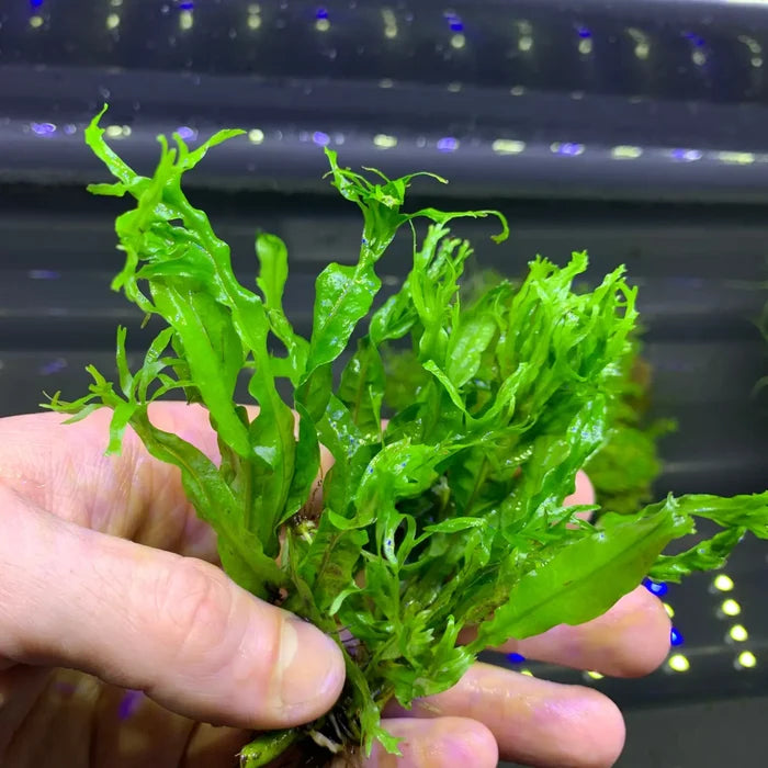 Java Fern Windelov lacey green aquatic plant with frilly edges